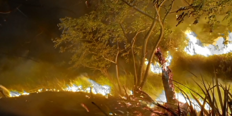 Incendios Forestales Encienden Alarmas En El Departamento Del Tolima