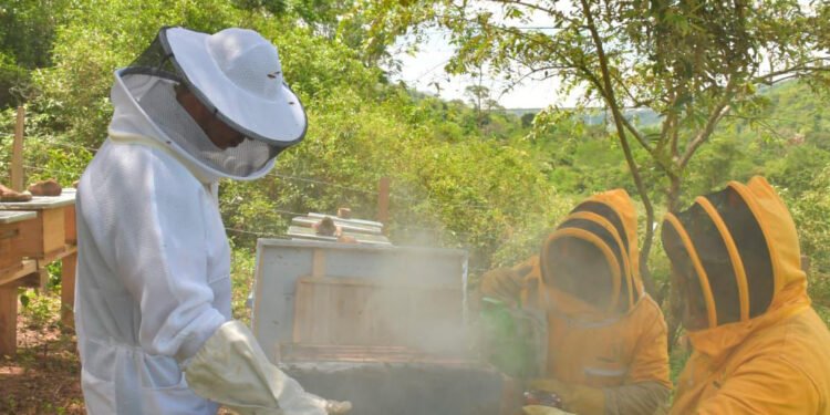 El&nbsp; desarrollo de la apicultura se toma el Tolima