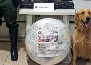Duro golpe al narcotráfico. 5.600 dosis de marimba fuera del Tolima