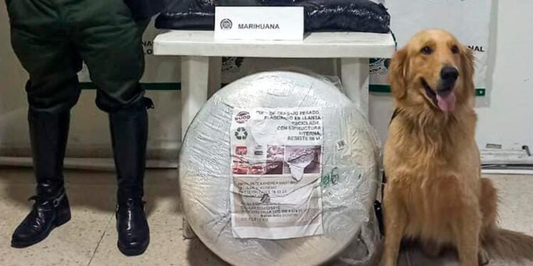 Duro golpe al narcotráfico. 5.600 dosis de marimba fuera del Tolima