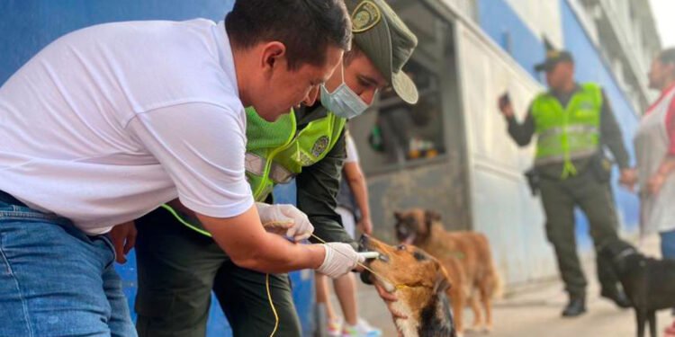 ‘Peluditos’ afectados por lluvias también son atendidos por la Administración Local