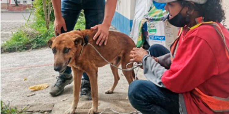 Capa atiende llamado de la comunidad para rescatar a ‘Firulais’