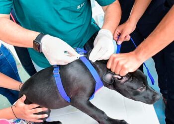 ¡Pilas! Conozca dónde serán las próximas jornadas de vacuna antirrábica e implantación de chip en Ibagué&nbsp;