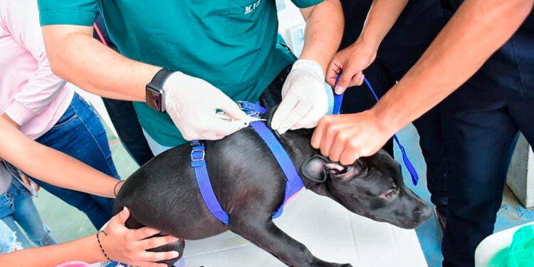 ¡Pilas! Conozca dónde serán las próximas jornadas de vacuna antirrábica e implantación de chip en Ibagué