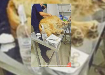 ¡Justicia! Judicializado hombre que habría atacado con unas tijeras de podar a un perro