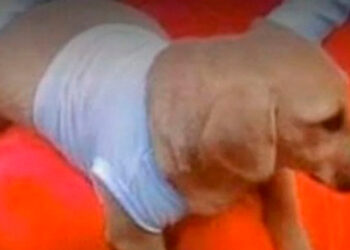 ¡Indignante! Por sus constantes ladridos, sujeto habría matado cruelmente a una perrita en Jamundí