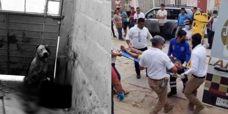 ¿Qué pasará con el pitbull&nbsp; qué le arrancó el brazo a un delincuente que entró a robar una casa?