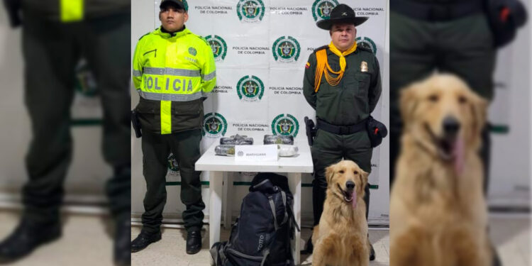 ¡Qué regalito! En una encomienda de Bogotá llegaron 4.600 dosis de marihuana&nbsp;