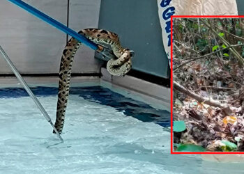 Serpiente rescatada por Cortolima en el Centro Comercial La Estación fue liberada en su hábitat natural