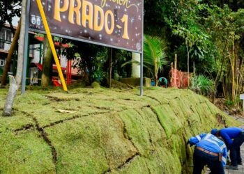 Más de 50.000 plantas fueron sembradas para embellecer la calle 103