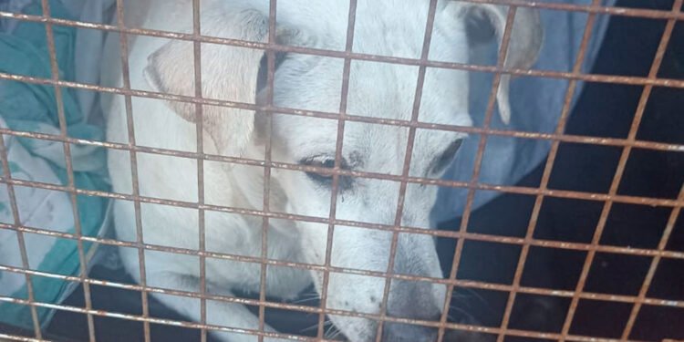 Bomberos y CAPA rescatan a canina en Hato de la Virgen&nbsp;