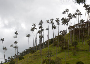 Cortolima: a la defensa de los bosques de palma de cera amenazados por cultivos agrícolas