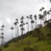 Cortolima: a la defensa de los bosques de palma de cera amenazados por cultivos agrícolas