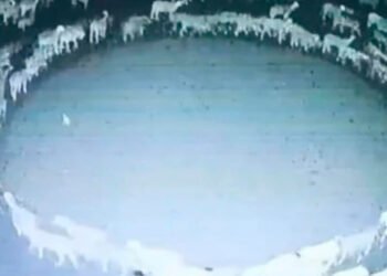 Expertos revelan por qué un rebaño de ovejas lleva 12 días caminando en círculo