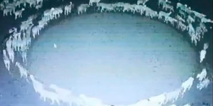 Expertos revelan por qué un rebaño de ovejas lleva 12 días caminando en círculo