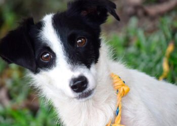 ¡Esterilizar es un acto de amor! Lleve a sus mascotas a las jornadas gratuitas del CAPA