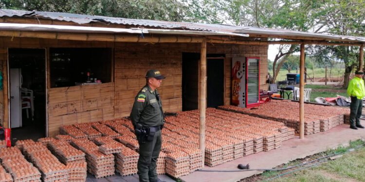 85.000 mil huevos fueron recuperados por la Policía Nacional&nbsp;