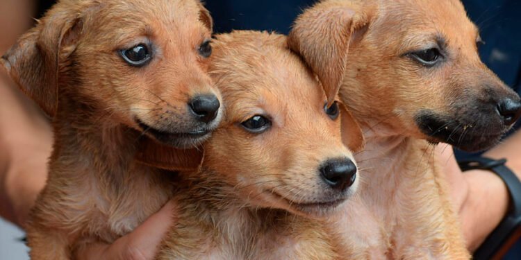 Adopte y bríndele un hogar a un ‘peludito’ en esta Navidad