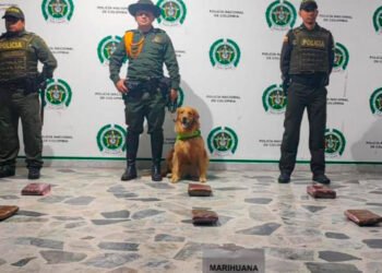 En un bus intermunicipal incautan 9 mil dosis de marihuana