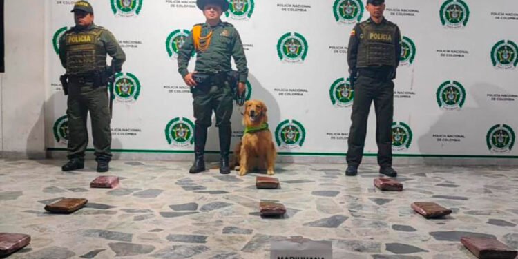 En un bus intermunicipal incautan 9 mil dosis de marihuana