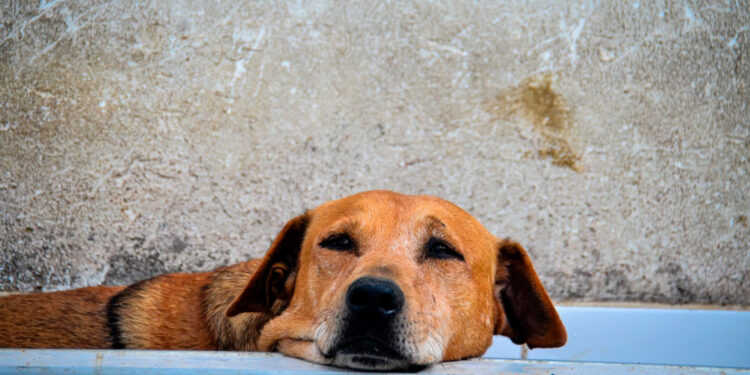 Tenga en cuenta estas recomendaciones para que la pólvora no afecte a sus mascotas