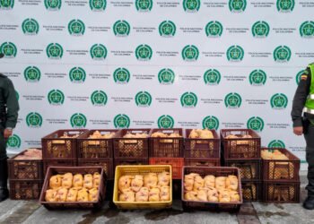 ¡Pilas con el pollo! Más de 1.000 kilos fueron incautados  en mataderos clandestinos en Ibagué 