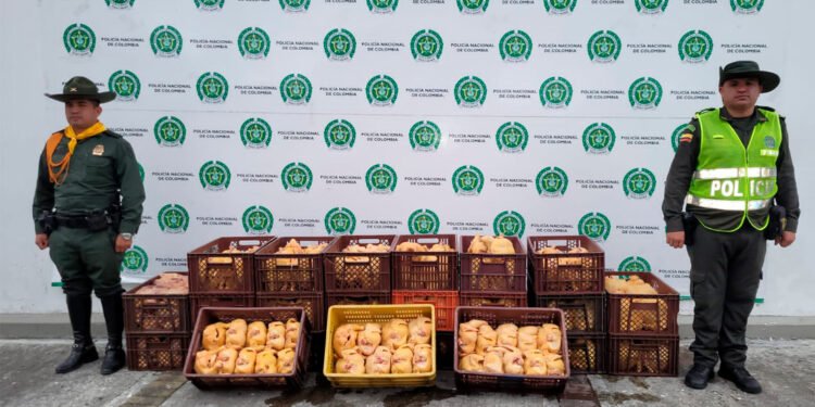 ¡Pilas con el pollo! Más de 1.000 kilos fueron incautados  en mataderos clandestinos en Ibagué 