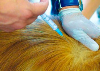 Con un buen balance finalizó la ‘Ruta de la huella animal’ en Ibagué