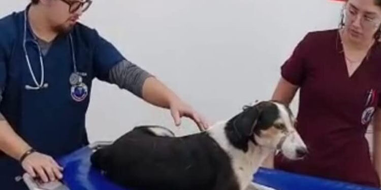 CAPA rescata a canino atropellado en la ‘Vuelta del chivo’