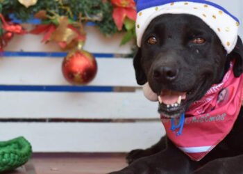 ¡Anímese a brindarle un hogar a un peludito este 15 de diciembre!