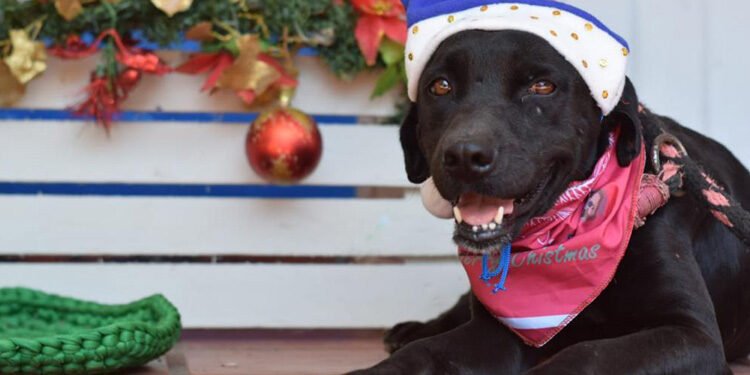 ¡Anímese a brindarle un hogar a un peludito este 15 de diciembre!