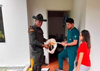 8 tortugas fueron rescatadas en una vereda de Ibagué