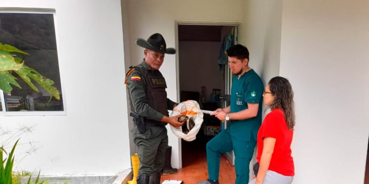 8 tortugas fueron rescatadas en una vereda de Ibagué