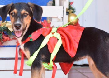 Prográmese para el ‘Desfile Navideño de Mascotas’&nbsp;