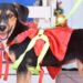 Prográmese para el ‘Desfile Navideño de Mascotas’&nbsp;