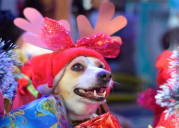 Con creatividad y mucho amor, los peluditos cautivaron a los ibaguereños&nbsp;&nbsp;