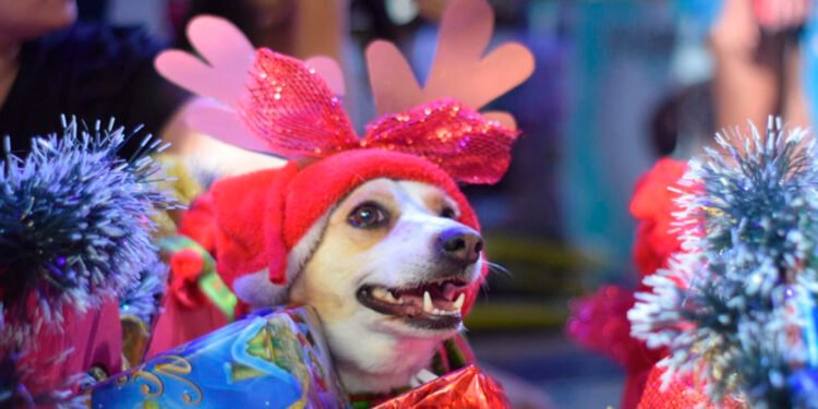 Con creatividad y mucho amor, los peluditos cautivaron a los ibaguereños&nbsp;&nbsp;