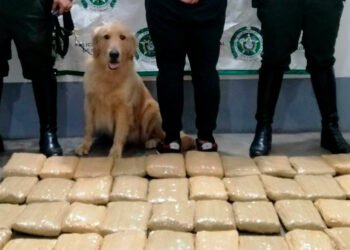 Por tráfico de estupefacientes fue capturado un hombre en Coello Cocora&nbsp;