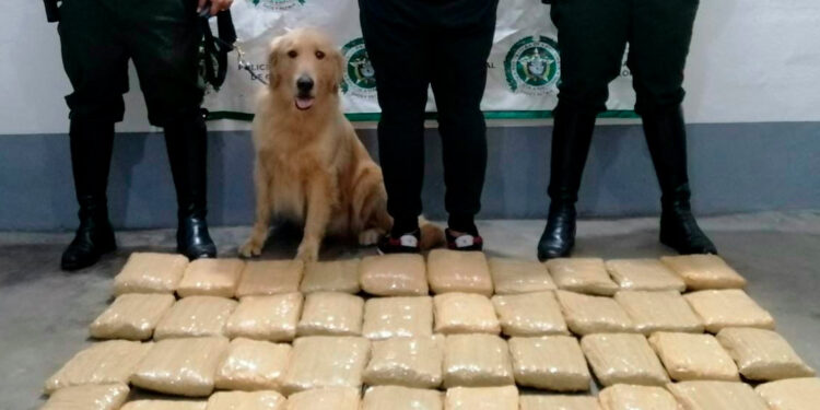 Por tráfico de estupefacientes fue capturado un hombre en Coello Cocora