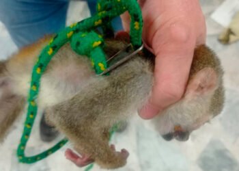 En los huesos fue encontrado un mono-ardilla que era tratado como mascota