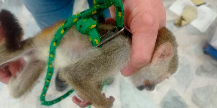 En los huesos fue encontrado un mono-ardilla que era tratado como mascota