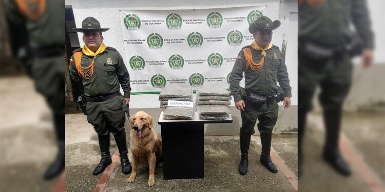 Otro&nbsp;punto más para Jeffry, el canino olfateo 12 mil dosis de marihuana&nbsp;