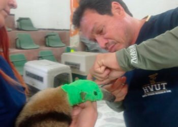 Oso hormiguero llegó a Cortolima&nbsp; con lesión neurológica a causa de un garrotazo