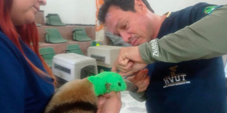 Oso hormiguero llegó a Cortolima&nbsp; con lesión neurológica a causa de un garrotazo
