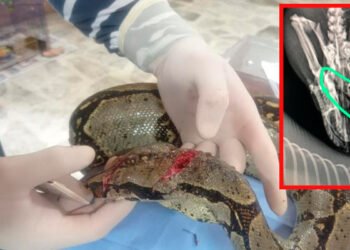 Boa gravemente herida fue rescatada por Cortolima