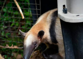 Cortolima regresó a su hábitat a 21 individuos de fauna silvestre