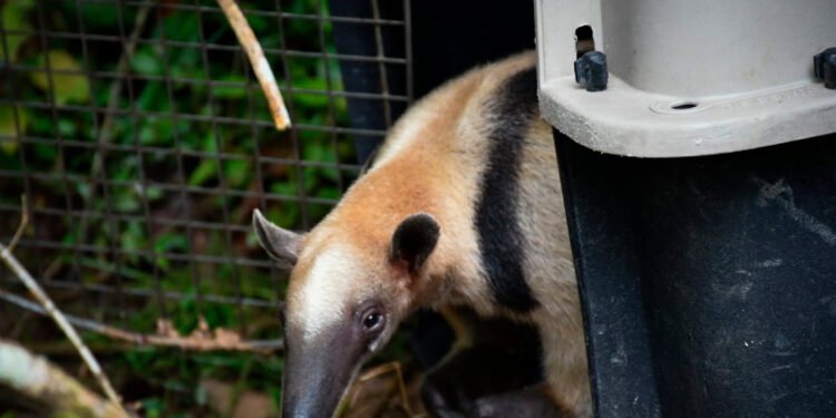 Cortolima regresó a su hábitat a 21 individuos de fauna silvestre