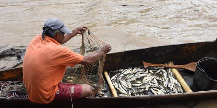 Año nuevo, subienda nueva llega al municipio de Honda