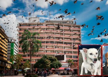 9 animalitos fueron adoptados en jornada del Día sin Carro y Sin Moto