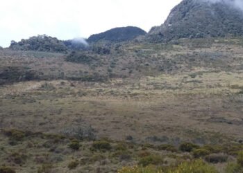 Cortolima anuncia que revisará planes de manejo de 4 humedales para determinar cómo rescatarlos